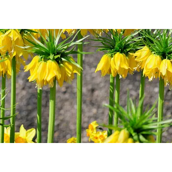 Yellow Lilium Plant